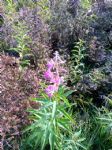 Rosebay Willow Herb on Kersal Moor